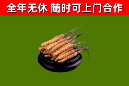 连云港回收冬虫夏草